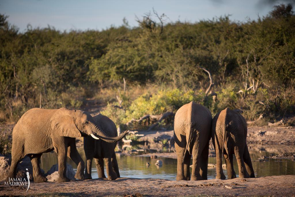 Jamala Madikwe Villa มาเดิคเวเกมรีเซิร์ฟ ภายนอก รูปภาพ